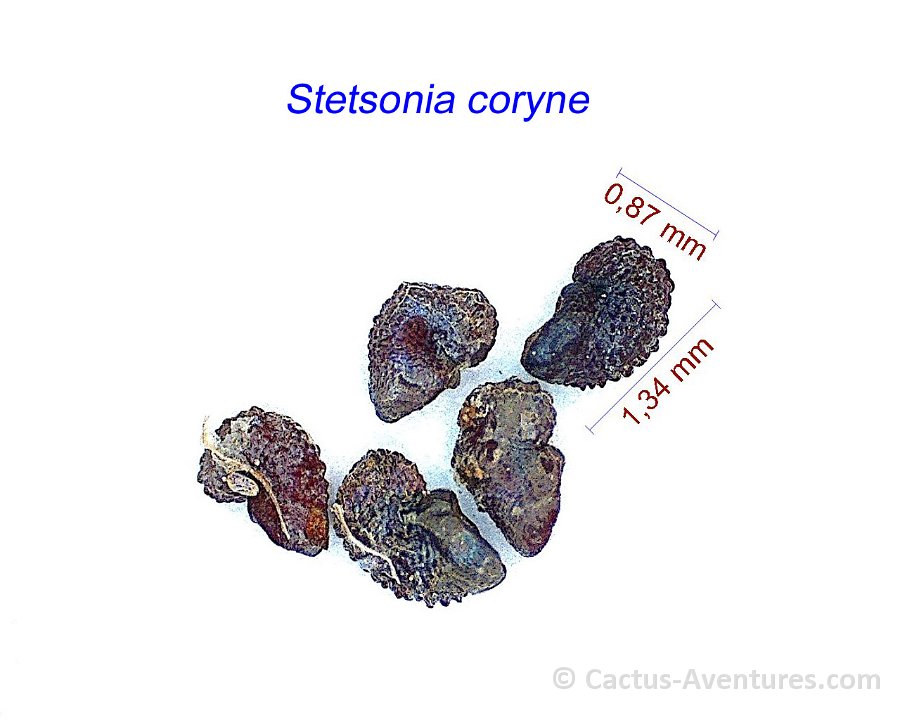 Stetsonia coryne